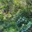  Land for sale in Xico, Veracruz, Xico