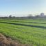  Land for rent in Pesqueria, Nuevo Leon, Pesqueria