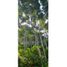  Land for sale in Angelopolis, Antioquia, Angelopolis