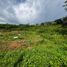  Terreno (Parcela) en venta en Bocas del Toro, Guabito, Changuinola, Bocas del Toro