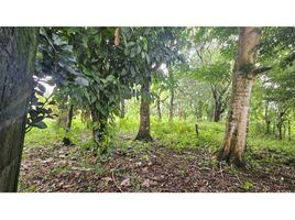  Terrain for sale in Jungla de Panama Wildlife Refuge, Palmira, Potrerillos