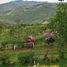 2 Schlafzimmer Villa zu verkaufen in Chavezpamba, Pichincha, Chavezpamba