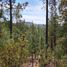  Land for sale in Pueblo Nuevo, Durango, Pueblo Nuevo