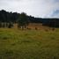  Land for sale in Pueblo Nuevo, Durango, Pueblo Nuevo