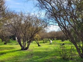  Terrain for sale in Melipilla, Santiago, Melipilla, Melipilla