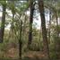  Land for sale in Chiquilistlan, Jalisco, Chiquilistlan