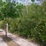  Land for sale in Progreso, Yucatan, Progreso