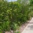  Land for sale in Progreso, Yucatan, Progreso