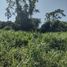  Land for sale in Yurimaguas, Loreto, Yurimaguas, Alto Amazonas, Loreto