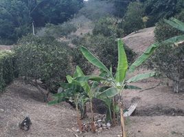  Land for sale in Caldas, Manizales, Caldas