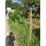  Land for sale in Jalpa De Mendez, Tabasco, Jalpa De Mendez, Tabasco