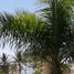 1 Schlafzimmer Appartement zu verkaufen in Cozumel, Quintana Roo, Cozumel