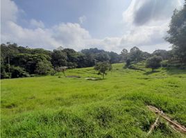  Land for sale in Salento, Quindio, Salento