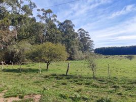  Land for sale in Colon, Entre Rios, Colon