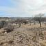  Land for sale in Punilla, Cordoba, Punilla