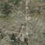  Grundstück zu verkaufen in Zumpango, Mexico, Zumpango
