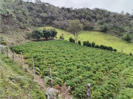  Land for sale in San Vicente, Antioquia, San Vicente