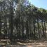  Land for sale in Pinamar, Buenos Aires, Pinamar