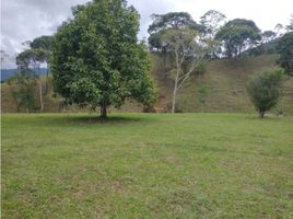  Terrain for sale in San Carlos, Antioquia, San Carlos