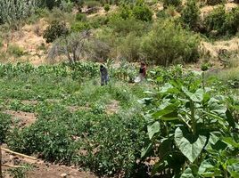  Grundstück zu verkaufen in Limari, Coquimbo, Rio Hurtado, Limari