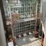 3 Schlafzimmer Wohnung zu vermieten in Miguel Hidalgo, Mexico City, Miguel Hidalgo