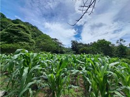  Grundstück zu verkaufen in Boquete, Chiriqui, Los Naranjos