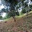 Terrain à vendre à La Mesa, Cundinamarca, La Mesa