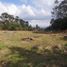  Land for sale in Rionegro, Antioquia, Rionegro