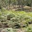  Land for sale in Guarne, Antioquia, Guarne, Antioquia