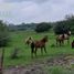  Land for sale in Gonzalez Tamaulipas, Gonzalez