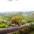在Colima出售的开间 Quinta, Colima, Colima