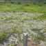  Land for sale in Carmen, Campeche, Carmen