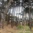  Land for sale in Pinamar, Buenos Aires, Pinamar