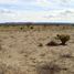  Land for sale in Vanegas, San Luis Potosi, Vanegas