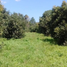  Land for sale in Tzintzuntzan, Michoacan, Tzintzuntzan