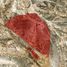  Land for sale in Dist Nochixtlan, Oaxaca, Dist Nochixtlan