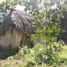  Land for sale in Tinum, Yucatan, Tinum