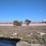  Land for sale in Ciudad Fernandez, San Luis Potosi, Ciudad Fernandez