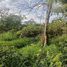  Land for sale in Circasia, Quindio, Circasia