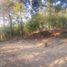  Terreno (Parcela) en venta en Salvador Escalante, Michoacán, Salvador Escalante