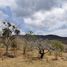  Land for sale in Cintalapa, Chiapas, Cintalapa