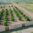  Land for sale in Allende, Nuevo Leon, Allende