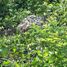  Land for sale in Ucu, Yucatan, Ucu