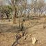 在Amacueca, Jalisco出售的 土地, Amacueca