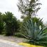  Land for sale in Tepeyahualco De Cuauhtemoc, Puebla, Tepeyahualco De Cuauhtemoc