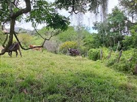  Land for sale in Suaza, Huila, Suaza