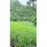 1 Bedroom House for sale in Santa Cruz, Chiriqui, Santa Cruz, Renacimiento