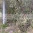  Land for sale in Montemorelos, Nuevo Leon, Montemorelos