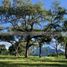  Land for sale in Montemorelos, Nuevo Leon, Montemorelos