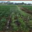  Terreno (Parcela) en venta en Suchiapa, Chiapas, Suchiapa
